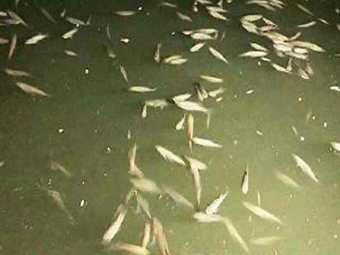 Hundreds of dead fish were found in the river at Nandgaon in Amalner taluka | अमळनेर तालुक्यातील नंदगाव येथे बंधाऱ्यात आढळले शेकडो मृत मासे Hundreds of dead fish were found in the river at Nandgaon in Amalner taluka | अमळनेर तालुक्यातील नंदगाव येथे बंधाऱ्यात आढळले शेकडो मृत मासे