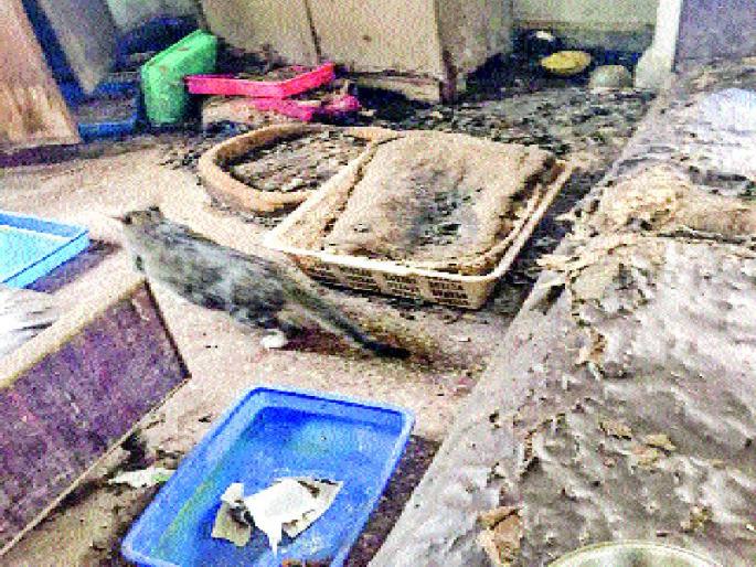  Crime against Women Abused by Pets Cats | पाळलेल्या मांजरींची हालअपेष्टा करणाºया महिलांवर गुन्हा  