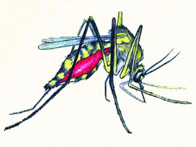 Inspection centers of Dengue-mosquitoes, health department survey in 21 thousand income earnings in the city | शहरातील २१ हजार मिळकतींत डेंगी डासांची उत्पत्ती केंद्रे, आरोग्य विभागाची पाहणी    Inspection centers of Dengue-mosquitoes, health department survey in 21 thousand income earnings in the city | शहरातील २१ हजार मिळकतींत डेंगी डासांची उत्पत्ती केंद्रे, आरोग्य विभागाची पाहणी