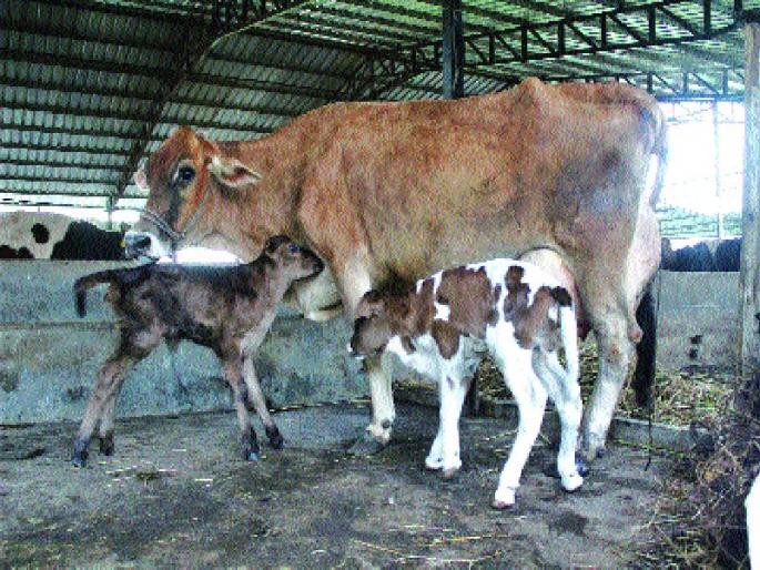 Hey! Surprisingly, the cows twisted, the miracle of the miracle of nature | अहो! आश्चर्यम,  गायीला झाले जुळे, निसर्गाचा चमत्कार पाहण्यासाठी बघ्याची गर्दी   Hey! Surprisingly, the cows twisted, the miracle of the miracle of nature | अहो! आश्चर्यम,  गायीला झाले जुळे, निसर्गाचा चमत्कार पाहण्यासाठी बघ्याची गर्दी