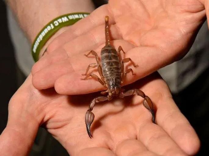 Shocking news woman stung by scorpion united airlines flight | धक्कादायक! विमानात महिलेच्या पॅन्टमध्ये आढळला विंचू, एकदा नाही तर अनेकदा मारला डंख...