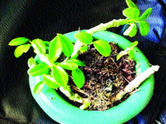 Shivsuman on the Fulle West Ghat in Mumbai, flowers flourished after two months | मुंबईमध्ये फुलले पश्चिम घाटावरील ‘शिवसुमन’ , दोन महिन्यांनंतर उमलले फूल Shivsuman on the Fulle West Ghat in Mumbai, flowers flourished after two months | मुंबईमध्ये फुलले पश्चिम घाटावरील ‘शिवसुमन’ , दोन महिन्यांनंतर उमलले फूल