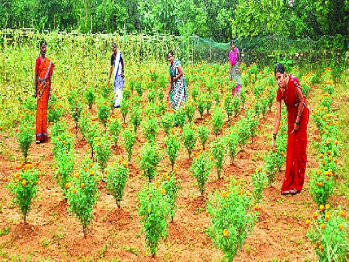 Initiative for group farming in Raigad district, Vision Document for two year pilot project, District Collector | रायगड जिल्ह्यातील गट शेतीस प्रोत्साहन, दोन वर्षांसाठी पथदर्शी प्रकल्प, जिल्हाधिका-यांच्या ‘व्हिजन डॉक्युमेंट’वर कार्यवाही सुरू