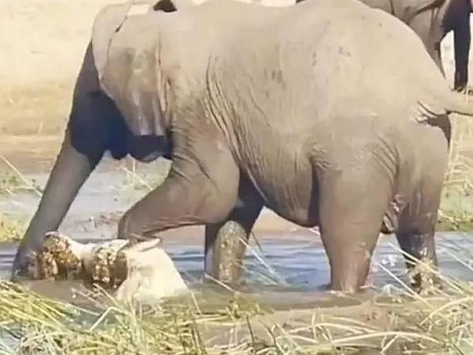 Elephant kills crocodile bloody battle video viral elephant and crocodile fight result | Elephant Kills Crocodile : हत्तीनं पाण्यात घुसून मारली मगर; झुंजीचा संपूर्ण VIDEO कॅमेऱ्यात कैद...! Elephant kills crocodile bloody battle video viral elephant and crocodile fight result | Elephant Kills Crocodile : हत्तीनं पाण्यात घुसून मारली मगर; झुंजीचा संपूर्ण VIDEO कॅमेऱ्यात कैद...!