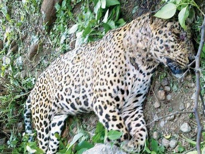 Death of a leopard after being trapped in a wild boar trap fought to death for three days | रान डुक्कर पकडण्यासाठी लावलेल्या सापळ्यात अडकून बिबट्याचा मृत्यू; तीन दिवस दिली मृत्यूशी झुंज Death of a leopard after being trapped in a wild boar trap fought to death for three days | रान डुक्कर पकडण्यासाठी लावलेल्या सापळ्यात अडकून बिबट्याचा मृत्यू; तीन दिवस दिली मृत्यूशी झुंज