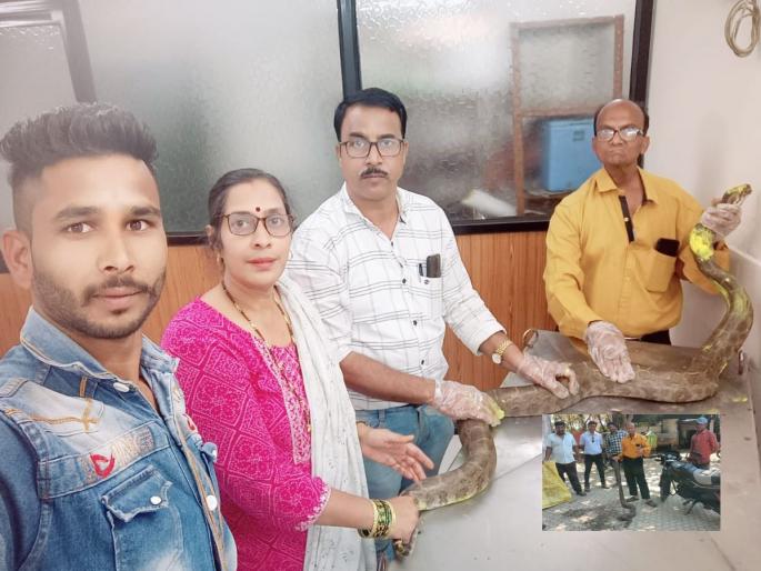 A six-foot python was found in Sarvopachar Hospital | सर्वोपचार रुग्णालयात आढळला सहा फुटांचा अजगर A six-foot python was found in Sarvopachar Hospital | सर्वोपचार रुग्णालयात आढळला सहा फुटांचा अजगर