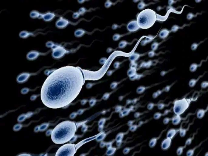 Human existence in danger? Rapidly decreasing sperm count; A big claim has been made in the study | मानवी अस्तित्व धोक्यात? वेगाने कमी होतोय स्पर्म काउंट; अभ्यासात करण्यात आलाय मोठा दावा! Human existence in danger? Rapidly decreasing sperm count; A big claim has been made in the study | मानवी अस्तित्व धोक्यात? वेगाने कमी होतोय स्पर्म काउंट; अभ्यासात करण्यात आलाय मोठा दावा!