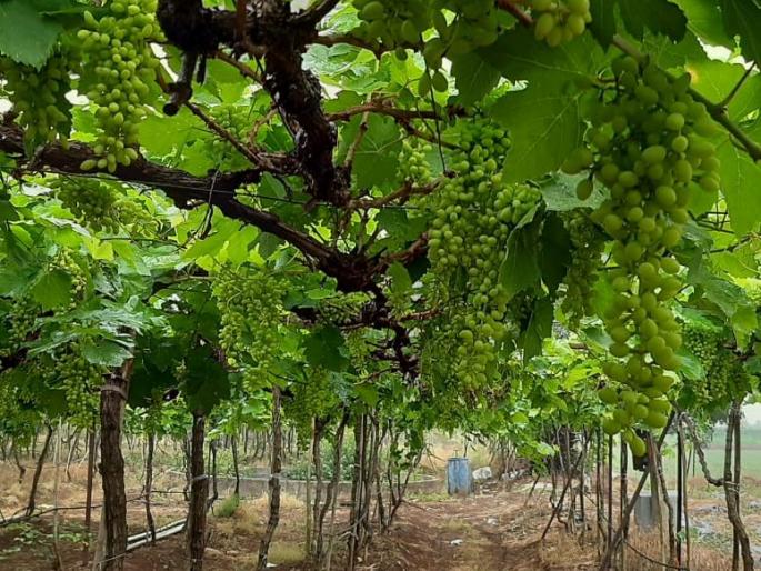 crisis for farmers war broke grape exports it will be a big hit | शेतकऱ्यांवरील संकटांचा अवकाळ संपेना; युद्धामुळे द्राक्ष निर्यातीला ब्रेक; मोठा फटका बसणार crisis for farmers war broke grape exports it will be a big hit | शेतकऱ्यांवरील संकटांचा अवकाळ संपेना; युद्धामुळे द्राक्ष निर्यातीला ब्रेक; मोठा फटका बसणार