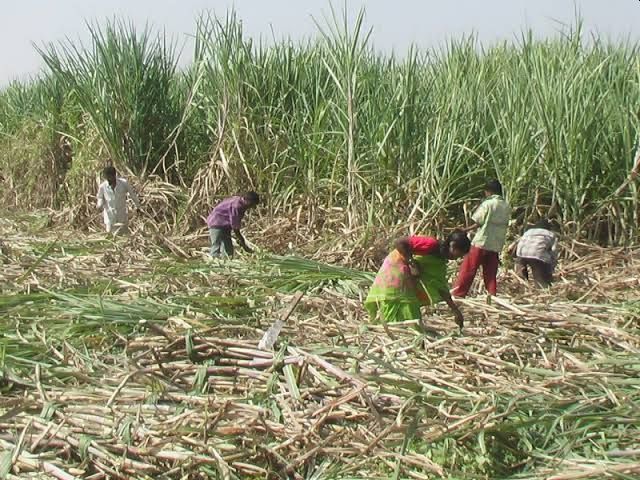 The second meeting of the sugarcane workers was also unsuccessful not even the decision of the sugar union | ऊसतोडणी कामगारांची दुसरी बैठकही निष्फळ, साखर संघाचाही निर्णय नाही The second meeting of the sugarcane workers was also unsuccessful not even the decision of the sugar union | ऊसतोडणी कामगारांची दुसरी बैठकही निष्फळ, साखर संघाचाही निर्णय नाही