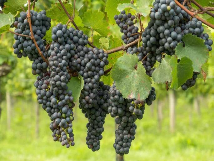 Promotion scheme for wine industry for the benefit of farmers, a major decision of the government; Grape Producer will get huge benefits | शेतकरी हितासाठी वाईन उद्योगास प्रोत्साहन योजना, सरकारचा मोठा निर्णय; द्राक्ष उत्पादकांना होणार भरघोस लाभ Promotion scheme for wine industry for the benefit of farmers, a major decision of the government; Grape Producer will get huge benefits | शेतकरी हितासाठी वाईन उद्योगास प्रोत्साहन योजना, सरकारचा मोठा निर्णय; द्राक्ष उत्पादकांना होणार भरघोस लाभ