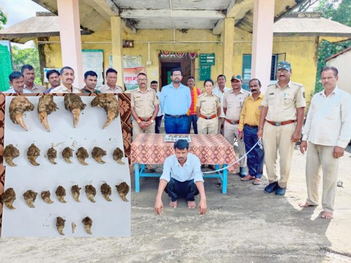 Samudrapur Hunting Case 4 teeth and 17 claws of a tiger were buried in a farm hut | धक्कादायक! समुद्रपूर शिकार प्रकरण; शेतातील झोपडीत पुरले होते वाघाचे 4 दात आणि 17 नखे Samudrapur Hunting Case 4 teeth and 17 claws of a tiger were buried in a farm hut | धक्कादायक! समुद्रपूर शिकार प्रकरण; शेतातील झोपडीत पुरले होते वाघाचे 4 दात आणि 17 नखे