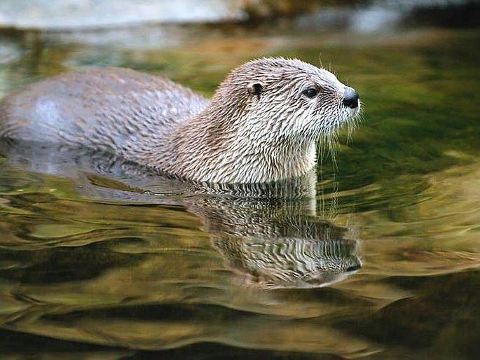 An aquatic animal named Ud attacks young people in the patalganga river | पाताळगंगेत पोहायला जाणाऱ्यांनो, सावधान! उद नावाच्या जलचर प्राण्याचा तरुणांवर हल्ला An aquatic animal named Ud attacks young people in the patalganga river | पाताळगंगेत पोहायला जाणाऱ्यांनो, सावधान! उद नावाच्या जलचर प्राण्याचा तरुणांवर हल्ला