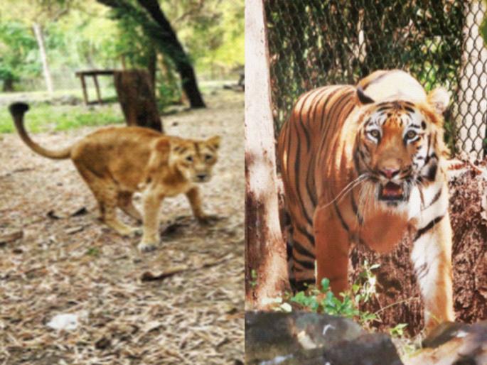 The lions of Gujarat came to Mumbai, the tigers of Chandrapur went to Gujarat | गुजरातचे सिंह आले मुंबईत, चंद्रपूरचे वाघ गेले गुजरातला The lions of Gujarat came to Mumbai, the tigers of Chandrapur went to Gujarat | गुजरातचे सिंह आले मुंबईत, चंद्रपूरचे वाघ गेले गुजरातला