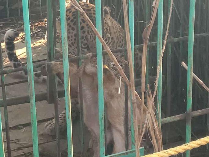 Ahmednagar cannibalic leopard was finally imprisoned | 'तो' नरभक्षक बिबट्या अखेर जेरबंद, आठ दिवसांपासून घालत होता धुमाकूळ Ahmednagar cannibalic leopard was finally imprisoned | 'तो' नरभक्षक बिबट्या अखेर जेरबंद, आठ दिवसांपासून घालत होता धुमाकूळ