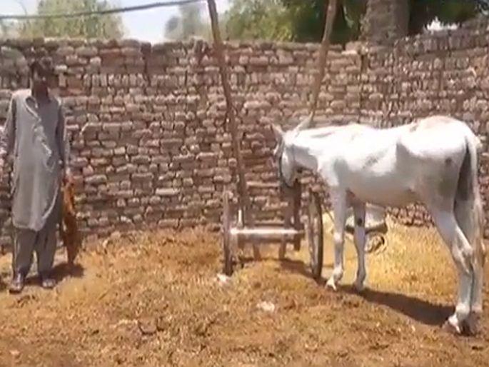 donkey arrested for gambling in Pakistan people troll | अजबच! 'इथं' काहीही होऊ शकंत; जुगार खेळल्याचा आरोप अन् गाढवाला अटक, सोशल मीडियावर Video व्हायरल donkey arrested for gambling in Pakistan people troll | अजबच! 'इथं' काहीही होऊ शकंत; जुगार खेळल्याचा आरोप अन् गाढवाला अटक, सोशल मीडियावर Video व्हायरल