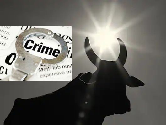 A case has been registered in the one and a half crore beef case, the samples were taken in June from taloja | 'त्या' दिड कोटींच्या गोमांसप्रकरणी गुन्हा दाखल, जूनमध्ये घेतले होते नमुने A case has been registered in the one and a half crore beef case, the samples were taken in June from taloja | 'त्या' दिड कोटींच्या गोमांसप्रकरणी गुन्हा दाखल, जूनमध्ये घेतले होते नमुने