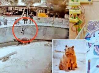 The mother threw the girl in front of the bear, What is next | मुलीला आईने फेकलं अस्वलासमोर... पुढे? The mother threw the girl in front of the bear, What is next | मुलीला आईने फेकलं अस्वलासमोर... पुढे?