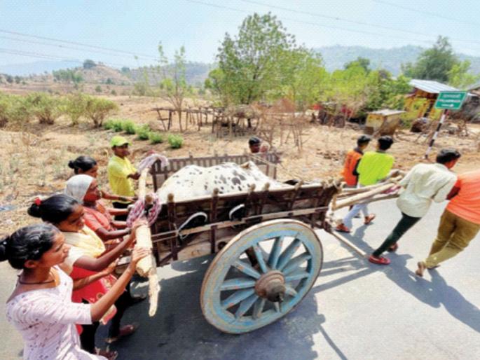 Family pulls bullock cart to save cow! Seeing love, mute motherhood also emotional | गाईला वाचविण्यासाठी कुटुंबाने ओढली बैलगाडी! प्रेम पाहून, मुके मातृत्वही गहिवरले Family pulls bullock cart to save cow! Seeing love, mute motherhood also emotional | गाईला वाचविण्यासाठी कुटुंबाने ओढली बैलगाडी! प्रेम पाहून, मुके मातृत्वही गहिवरले