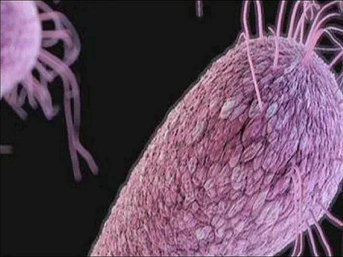 US Incurable candida auris new trouble in America | अमेरिकेत कोरोनाबरोबरच आणखी एक मोठं संकट! असाध्य Candida Auris मुळे पसरली दहशत US Incurable candida auris new trouble in America | अमेरिकेत कोरोनाबरोबरच आणखी एक मोठं संकट! असाध्य Candida Auris मुळे पसरली दहशत