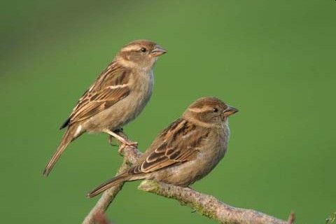 World sparrow Day: sparrows blows out of Mumbai due to concrete forest | जागतिक चिमणी दिन : काँक्रीटच्या जंगलामुळे मुंबईतून चिमणी उडाली भुर्रऽऽऽ