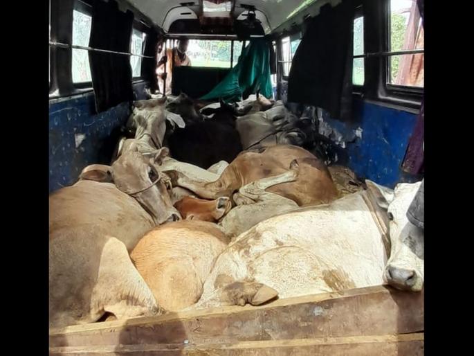 Transportation of cattle through Travels for slaughter; Big action of BDS team | कत्तलीसाठी चक्क ट्रॅव्हल्समधून गोवंशाची वाहतूक; बीडीएस पथकाची मोठी कारवाई Transportation of cattle through Travels for slaughter; Big action of BDS team | कत्तलीसाठी चक्क ट्रॅव्हल्समधून गोवंशाची वाहतूक; बीडीएस पथकाची मोठी कारवाई