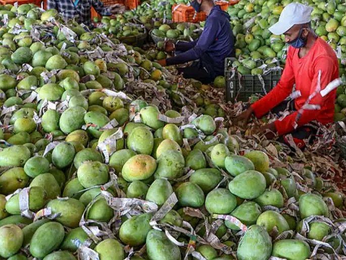 Noor Jahan mango the queen of fruits from Madhya pradesh price 1000 rupees per peace | ही आहे फळांची 'महाराणी'! एका आंब्याची किंमत 1000 रुपये, नाव आहे 'नूरजहां'