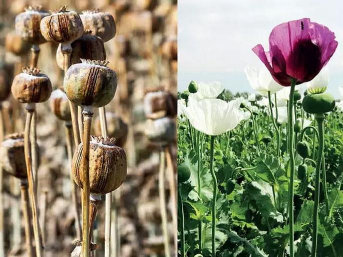 In Nanded, tehsil office provides opium to 29 people, Staff assigned to bring opium | नांदेडात २९ जणांना चक्क तहसीलच पुरविते अफू, प्रत्येकाचा कोटा ठरलेला; अफू आणण्यासाठी कर्मचारी नियुक्त In Nanded, tehsil office provides opium to 29 people, Staff assigned to bring opium | नांदेडात २९ जणांना चक्क तहसीलच पुरविते अफू, प्रत्येकाचा कोटा ठरलेला; अफू आणण्यासाठी कर्मचारी नियुक्त
