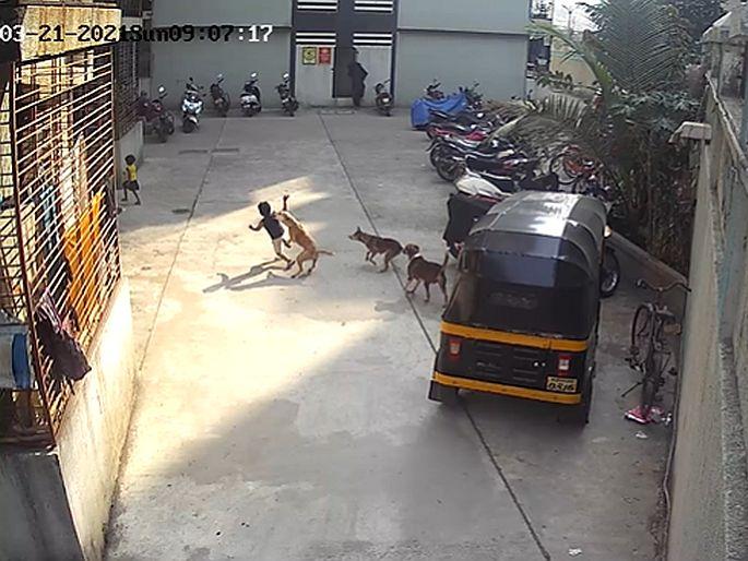 A boy seriously injured in attack by stray dogs in Ambernath | Video : अंबरनाथमध्ये भटक्या कुत्र्यांच्या हल्ल्यात चिमुकला गंभीर जखमी