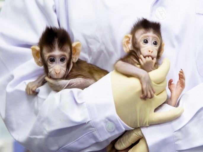 Two Monkeys born with cloning technology, boon for research | क्लोनिंग तंत्रज्ञानाने दोन माकडांचा जन्म, संशोधनासाठी वरदान Two Monkeys born with cloning technology, boon for research | क्लोनिंग तंत्रज्ञानाने दोन माकडांचा जन्म, संशोधनासाठी वरदान