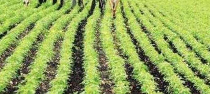 Cloudy weather adversely affects crops! | ढगाळ वातावरणाचा पिकांवर प्रतिकूल परिणाम!