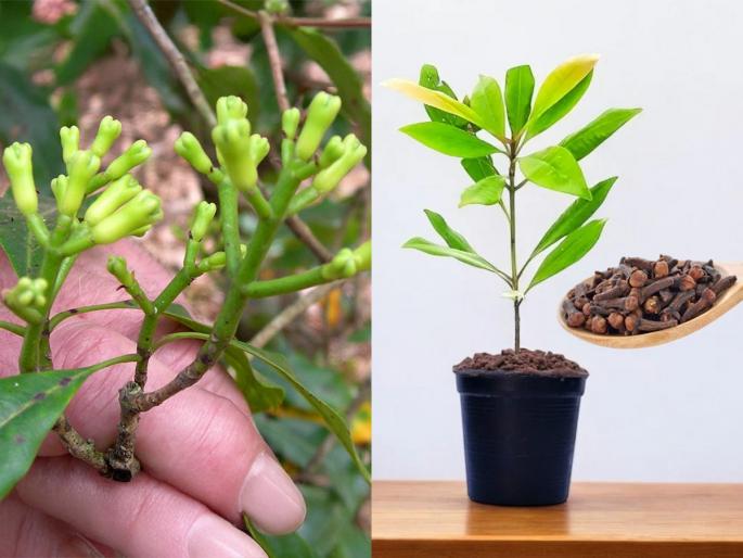 clove plant gardening tips how to grow lavang plant in pots how to grow lavang at home naturally kitchen gardening clove plant tips spices plant growing in small pots | Gardening Tips For Clove Plant : छोट्याशा कुंडीतही लावता येईल लवंगाचं रोप, घरच्याघरी मिळेल सुगंधी लवंग