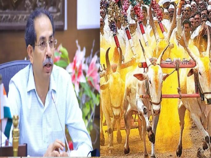 Maharashtra CM Uddhav Thackeray welcomes SC decision to allow resumption of bullock cart races, says 'livestock should not be harassed' | Uddhav Thackeray : बळीराजाचे सर्जा-राजावरील प्रेमच जिंकले, बैलगाडा शर्यतीच्या निर्णयाचे मुख्यमंत्र्यांकडून स्वागत Maharashtra CM Uddhav Thackeray welcomes SC decision to allow resumption of bullock cart races, says 'livestock should not be harassed' | Uddhav Thackeray : बळीराजाचे सर्जा-राजावरील प्रेमच जिंकले, बैलगाडा शर्यतीच्या निर्णयाचे मुख्यमंत्र्यांकडून स्वागत