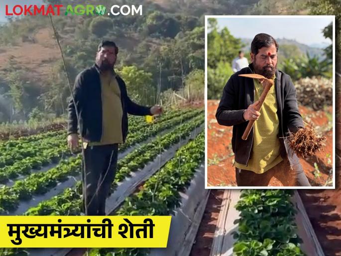 Which crops are in the Chief Minister's farm? How is farming done? | मुख्यमंत्र्यांच्या शेतीत कोणकोणती पिके? कशी केली जाते शेती Which crops are in the Chief Minister's farm? How is farming done? | मुख्यमंत्र्यांच्या शेतीत कोणकोणती पिके? कशी केली जाते शेती