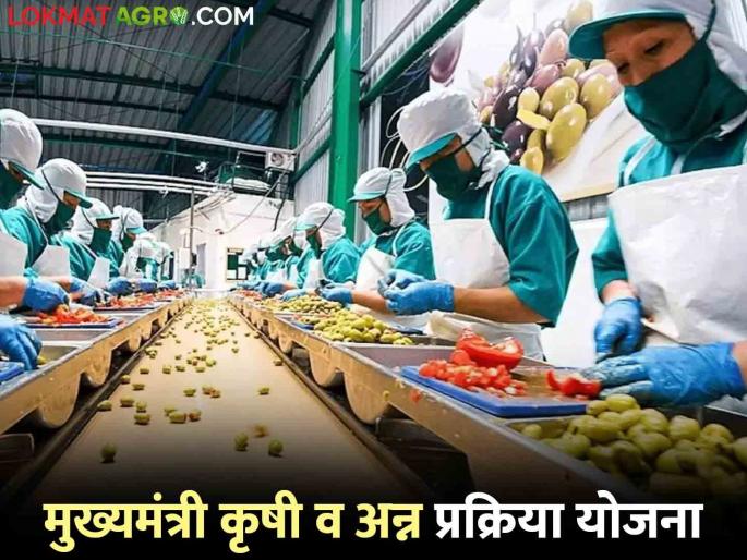 This scheme of the government provides subsidies to increase the price of agricultural produce by processing it. Read more | शेतमालावर प्रक्रिया करून त्याची किंमत वाढविण्यासाठी शासनाची ही योजना देतेय अनुदान वाचा सविस्तर