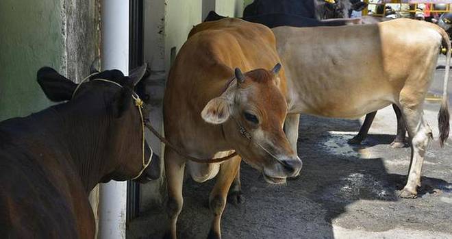  Three-time extension of time is not enough to livestock census | तीनवेळा मुदतवाढ मिळूनही विसावी पशुगणना अपूर्णच!