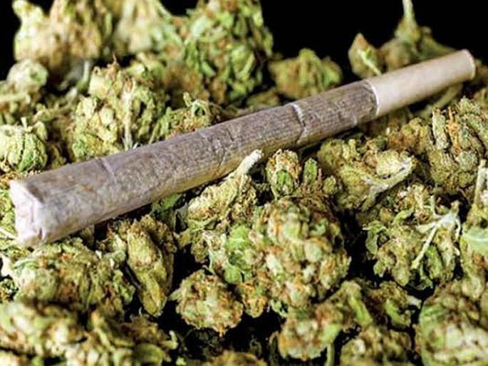 DRI seizes 4 tonnes of maize in 3 months | डीआरआयने १५ महिन्यांत केला २२ कोटींचा १५ टन गांजा जप्त DRI seizes 4 tonnes of maize in 3 months | डीआरआयने १५ महिन्यांत केला २२ कोटींचा १५ टन गांजा जप्त