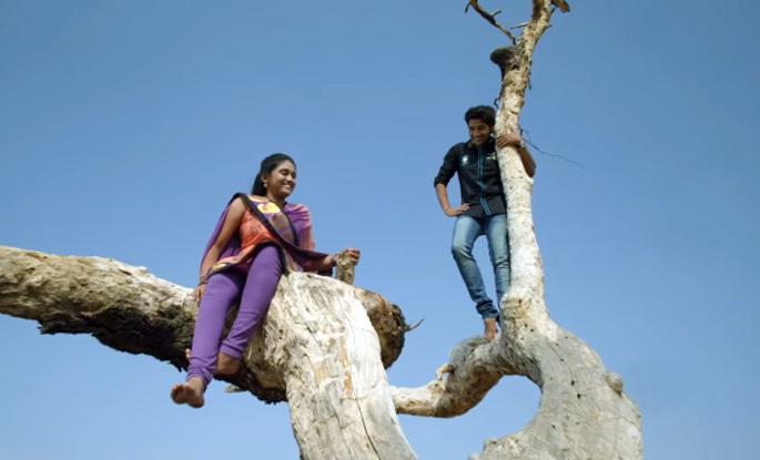 Angry with the loss of the tree in the film 'Sarat' | 'सैराट' सिनेमातल्या झाडाची फांदी तुटल्यामुळे रसिक झाले नाराज