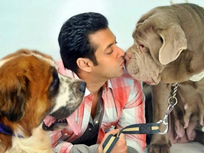 Salman Khan has the world's most expensive dogs; If you look at their expenses, they will be shocked! | सलमान खानकडे आहेत जगातील सर्वांत महागडे कुत्रे; त्यांच्यावरील खर्च ऐकाल तर धक्का बसेल ! Salman Khan has the world's most expensive dogs; If you look at their expenses, they will be shocked! | सलमान खानकडे आहेत जगातील सर्वांत महागडे कुत्रे; त्यांच्यावरील खर्च ऐकाल तर धक्का बसेल !