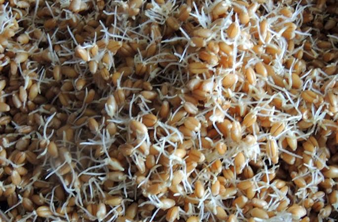 HEALTH: Credits accounted for? Be careful! | HEALTH : मोड आलेले कडधान्य खाताय? सावधान !