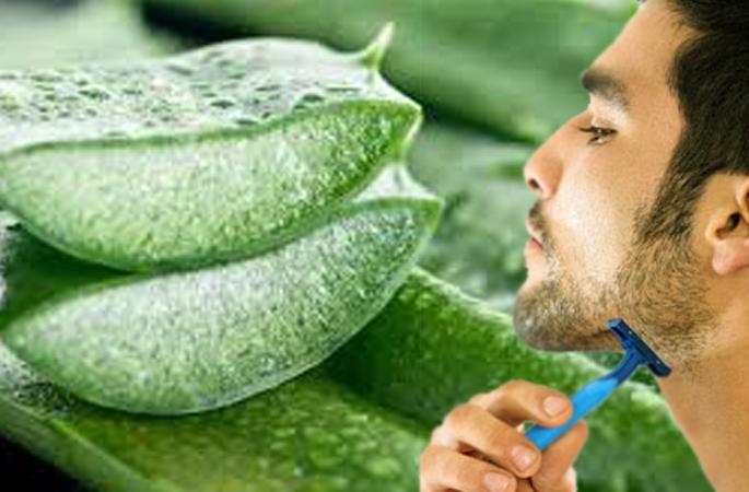Beauty: Be aware of the benefits of aloe vera before shaving! | Beauty : ​दाढी करण्यापूर्वी कोरफड लावल्यास होणारे फायदे जाणून व्हाल थक्क !