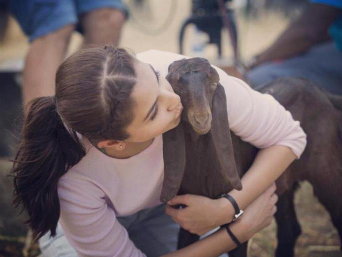 Anushka goat's photo with viral! | अनुष्काचा शेळीसोबतचा फोटो व्हायरल!