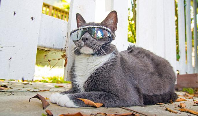 Sunglasses cat | सनग्लासेस लावून फिरणारी मांजर