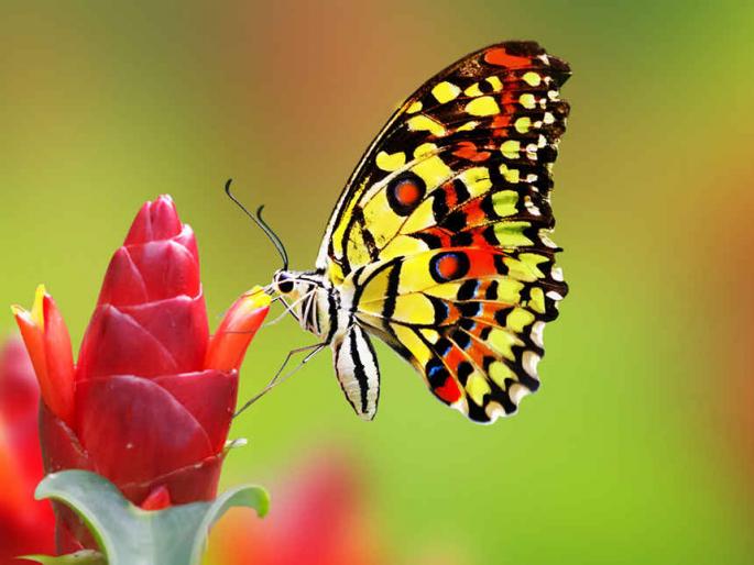 Natural color-free evaporation | निसर्गाने केलेली रंगाची मुक्त उधळण