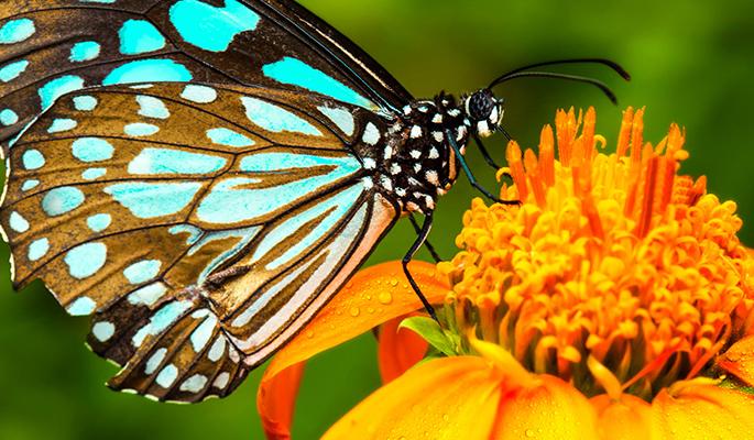 Protecting the female flowerpuckle is more powerful | मादी फुलपाखरांचा बचाव अधिक दमदार