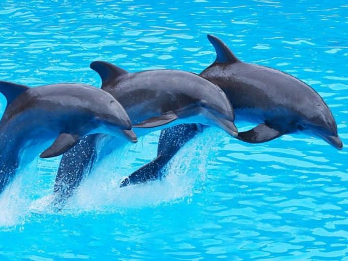 Dolphin killed the iPad! | डॉल्फिनने मारला आयपॅडवर ताव! Dolphin killed the iPad! | डॉल्फिनने मारला आयपॅडवर ताव!