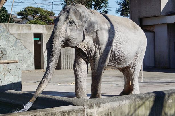 The world's most lonely death penalty | ​जगातील सर्वात एकाकी हत्तीणीचा मृत्यू