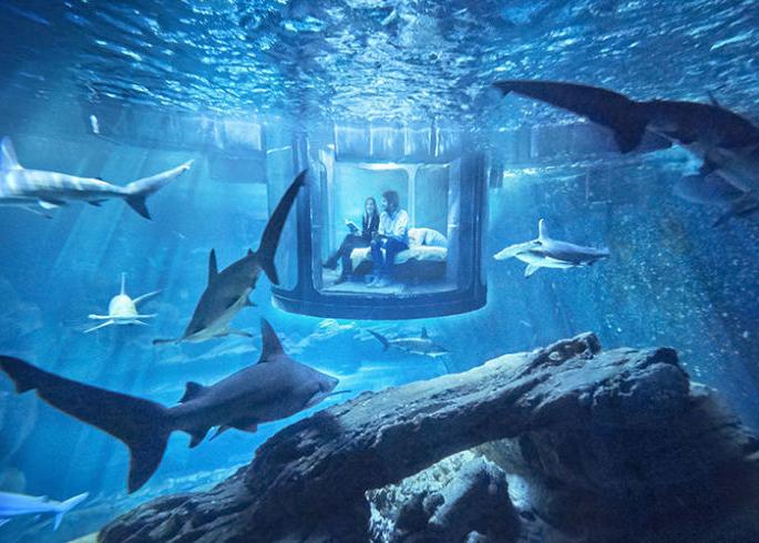 Night Out with Shark | नाईट आऊट विथ शार्क Night Out with Shark | नाईट आऊट विथ शार्क