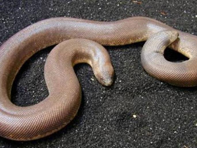 OMG: Use of a snake to increase sex power? | OMG : ​‘सेक्स पॉवर’ वाढविण्यासाठी चक्क सापाचा वापर ?