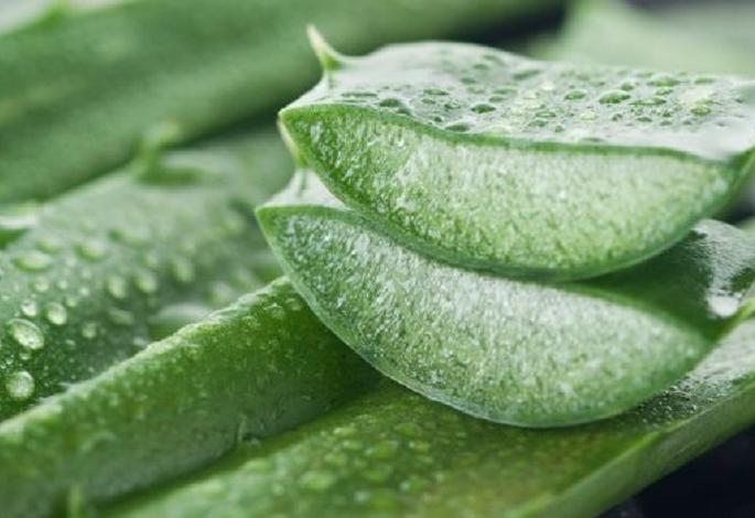 Beauty Tips: Men, make use of aloe vera to create facial beauty! | Beauty Tips : ​पुरुषांनो, चेहऱ्याचे सौंदर्य खुलविण्यासाठी कोरफडचा असा करा वापर !