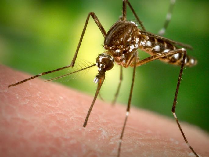 Indians were known as Jhika in 1950 only | १९५०मध्येच भारतीयांना ‘झिका’ ज्ञात